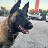 Chien vanille à l adoption #4