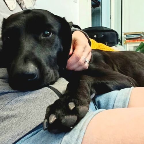 Taormine ✨️ 🐶 #2