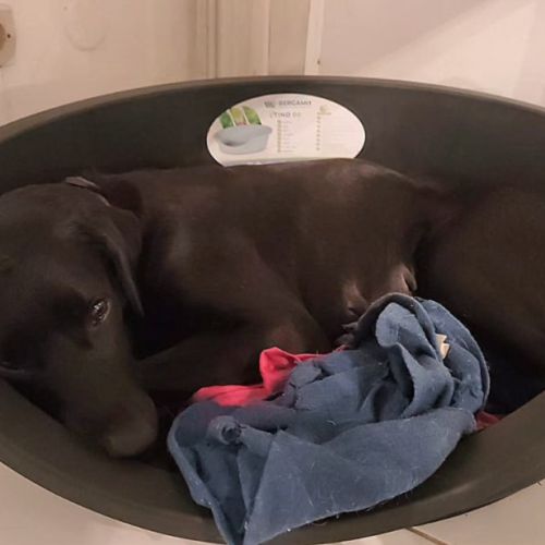 Taormine ✨️ 🐶 #4