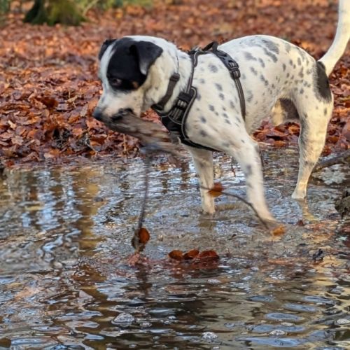 Vador l'adorable petit guerrier tripatte #2
