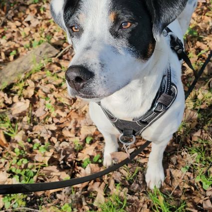 Vador l'adorable petit guerrier tripatte