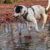 Vador l'adorable petit guerrier tripatte #2