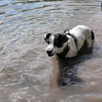 Vador l'adorable petit guerrier tripatte #10