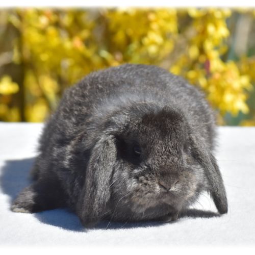 Lapereaux petits béliers