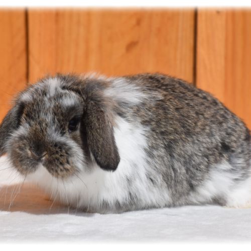 Lapereaux petits béliers