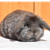 Lapereaux petits béliers #1