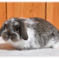 Lapereaux petits béliers #0