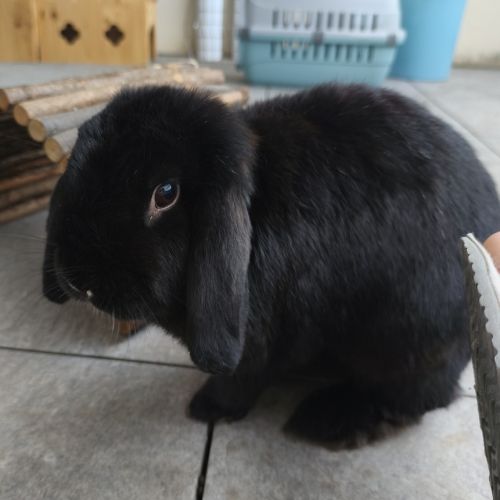 Couple de bélier, 3 & 1.5 ans #1