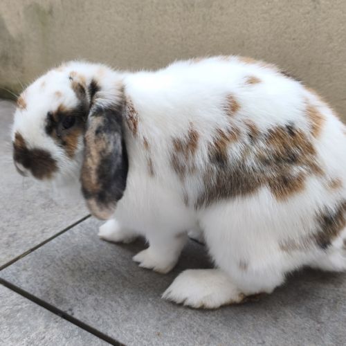 Couple de bélier, 3 & 1.5 ans #3