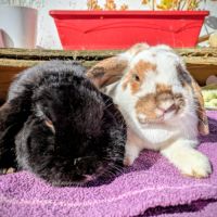 Couple de bélier, 3 & 1.5 ans #0