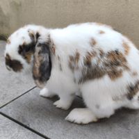 Couple de bélier, 3 & 1.5 ans #3