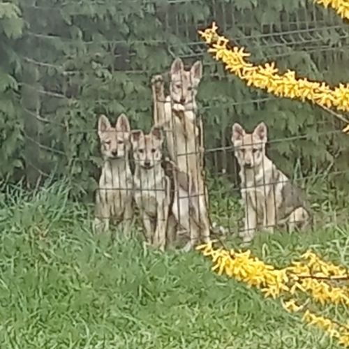 Chiots chien loup tchécoslovaque #1