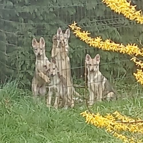 Chiots chien loup tchécoslovaque #2