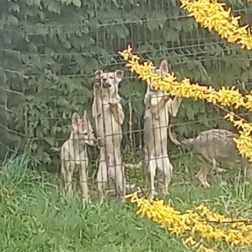 Chiots chien loup tchécoslovaque #3