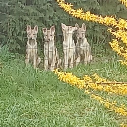 Chiots chien loup tchécoslovaque #4