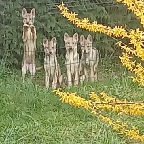 Chiots chien loup tchécoslovaque