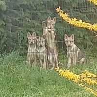 Chiots chien loup tchécoslovaque #1