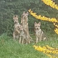 Chiots chien loup tchécoslovaque #2