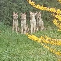 Chiots chien loup tchécoslovaque #4