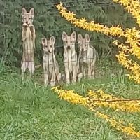 Chiots chien loup tchécoslovaque #0