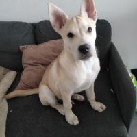 Oslo croisé labrador mâle contre bons soins svp