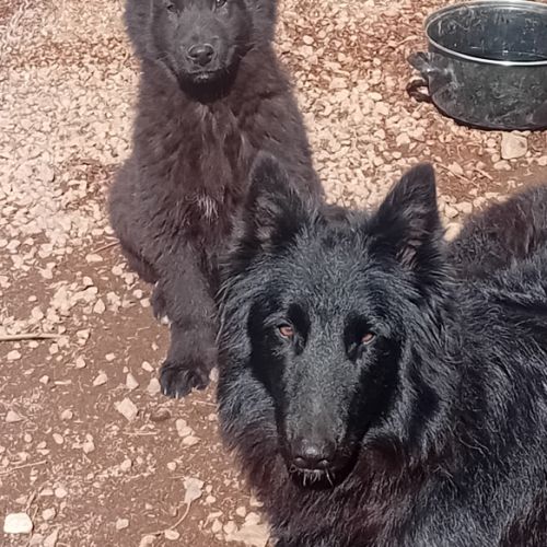 Chiots berger belge groenendael