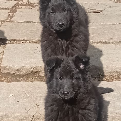 Chiots berger belge groenendael #2