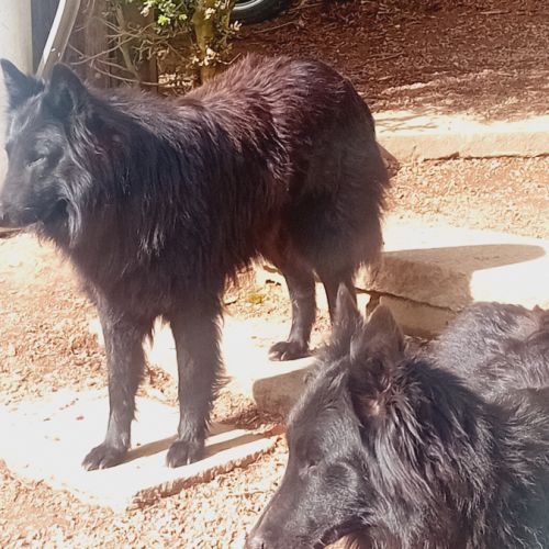 Chiots berger belge groenendael #4