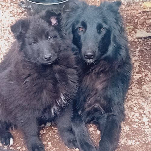 Chiots berger belge groenendael #5