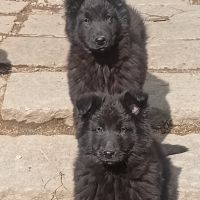 Chiots berger belge groenendael #2