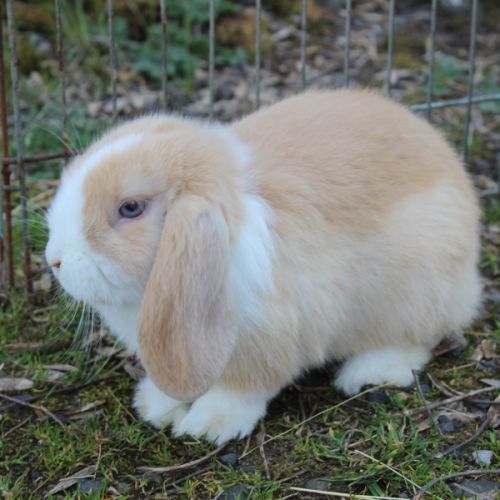 Bébés bélier nains minilops