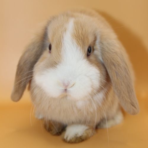 Bébés bélier nains minilops #2