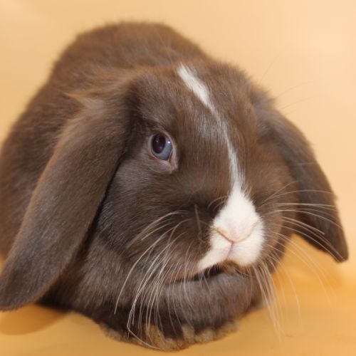 Bébés bélier nains minilops #4