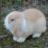 Bébés bélier nains minilops #0