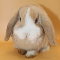 Bébés bélier nains minilops #2