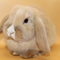 Bébés bélier nains minilops #3