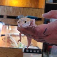 Gecko léopard #0