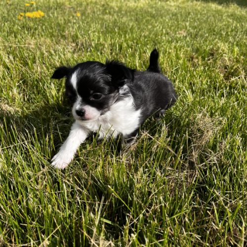 Splendides chihuahuas poils longs #1