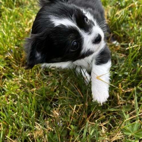 Splendides chihuahuas poils longs #2