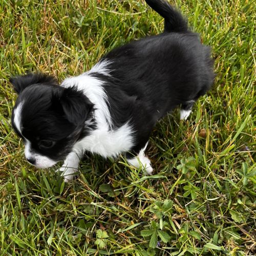 Splendides chihuahuas poils longs #3