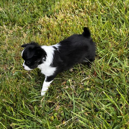 Splendides chihuahuas poils longs #4