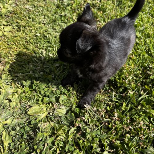 Splendides chihuahuas poils longs #5