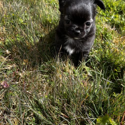 Splendides chihuahuas poils longs #6