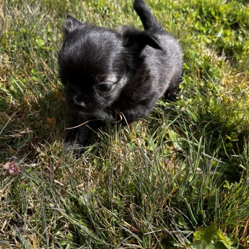 Splendides chihuahuas poils longs #7