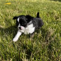 Splendides chihuahuas poils longs #1