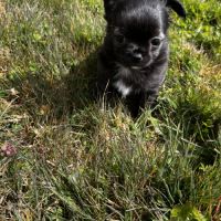 Splendides chihuahuas poils longs #6