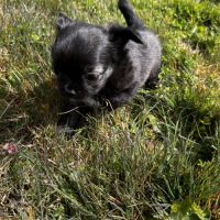 Splendides chihuahuas poils longs #7