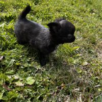 Splendides chihuahuas poils longs