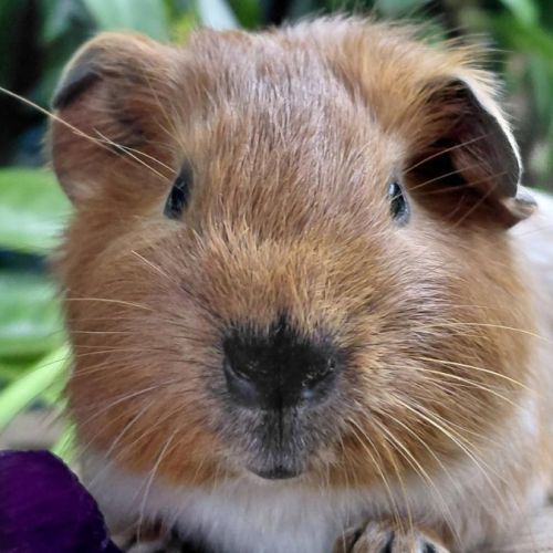 Bébés cochons d'inde de races très sociabilisés #0