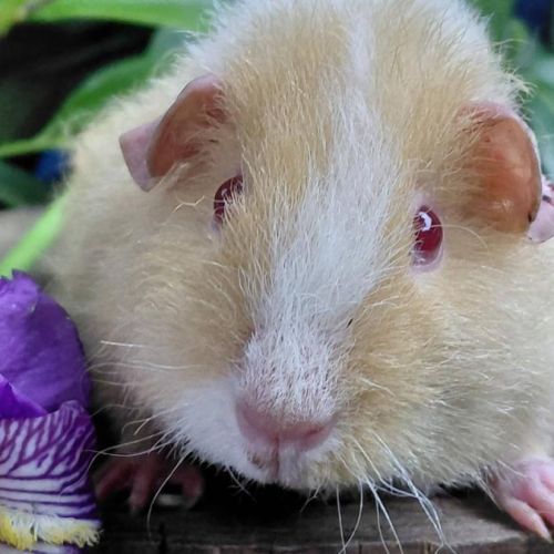 Bébés cochons d'inde de races très sociabilisés #2